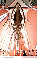 Das Finnwal-Skelett im Ausflugsziel Meeresmuseum Stralsund ist ein imposantes Exponat