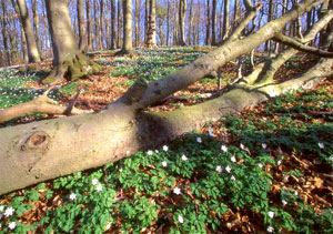 Frühling im Nationalpark Jasmund auf der Insel Rügen