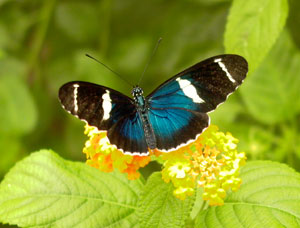 In der Schmetterlingsfarm Trassenheide sind unzählige Schmetterlingsarten beheimatet