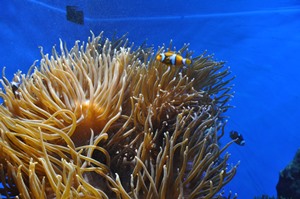 Korallenriff im Ozeaneum Stralsund