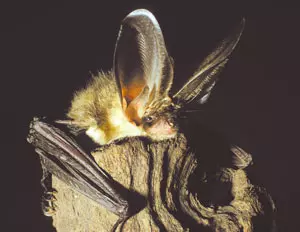 Braunes Langohr (Foto: Fledermaus-Zentrum)