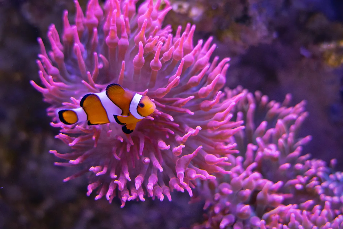 Clown-Anemonenfisch vor einer violetten Seeanemone im MEERESMUSEUM Stralsund