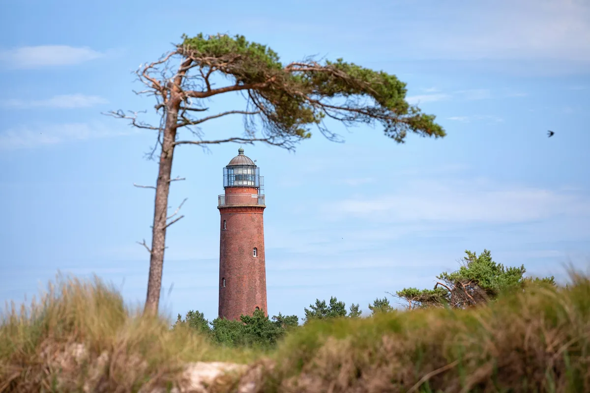 Leuchtturm am Darßer Ort hinter einer windgeformten Kiefer beim NATUREUM