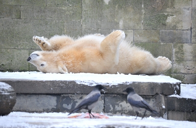 Eisbär Fiete fühlt sich wohl