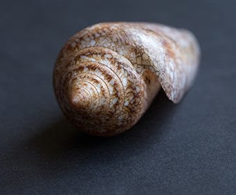 Kegelschnecke