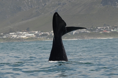 Fluke eines Südkaper vor Südafrika