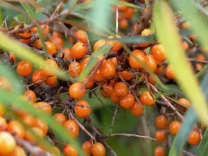 Sanddornbeeren (Foto: nordlicht verlag)